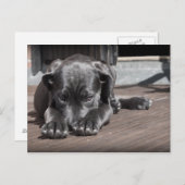 Cute, Shy, Grey, Great Dane Puppy Briefkaart (Voorkant / Achterkant)
