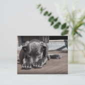 Cute, Shy, Grey, Great Dane Puppy Briefkaart (Staand voorkant)