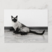 CUTE Siamese Kat Portret Foto Briefkaart (Voorkant)