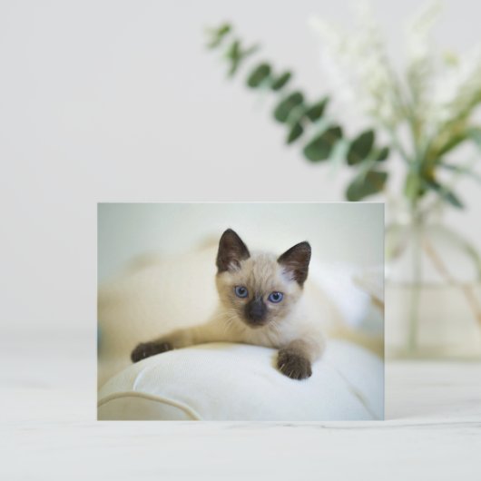 Cute Siamese Kitten Briefkaart (Staand voorkant)