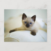 Cute Siamese Kitten Briefkaart (Voorkant)