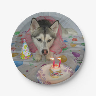 Cute Siberian Husky Birthday Bord