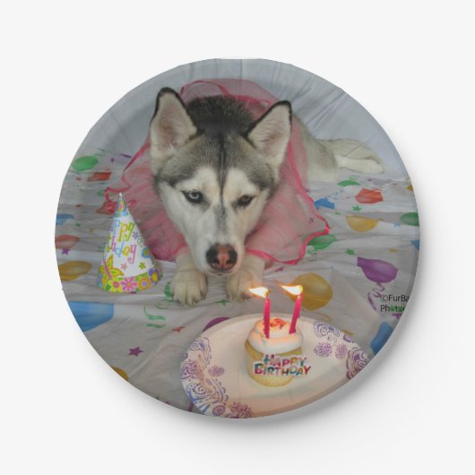 Cute Siberian Husky Birthday Bord (Voorkant)