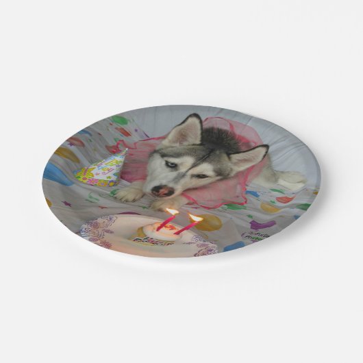 Cute Siberian Husky Birthday Bord (Gekanteld)