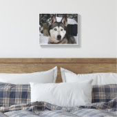 Cute Siberian Husky Canvas Afdruk (Insitu (Slaapkamer))
