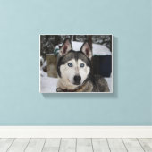 Cute Siberian Husky Canvas Afdruk (Insitu (Houten vloer))