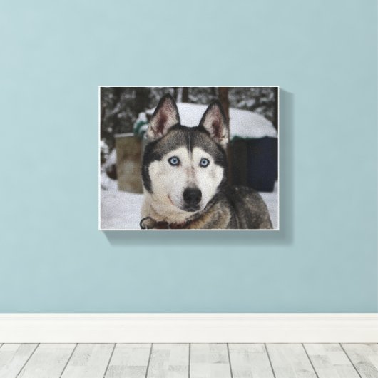 Cute Siberian Husky Canvas Afdruk (Insitu (Houten vloer))