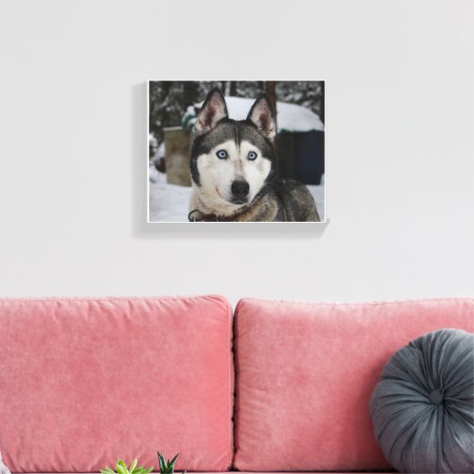 Cute Siberian Husky Canvas Afdruk (Insitu (Woonkamer))