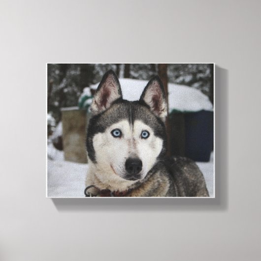 Cute Siberian Husky Canvas Afdruk (Voorkant)