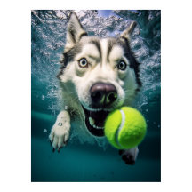 Cute Siberian Husky Diving Underwater Poster