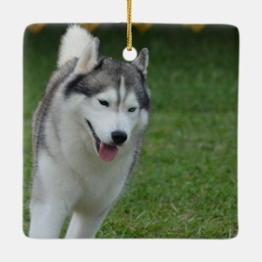 Cute Siberian Husky Keramisch Ornament (Achterkant)