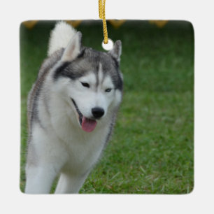 Cute Siberian Husky Keramisch Ornament
