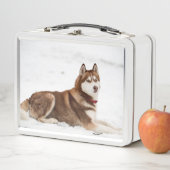 Cute Siberian Husky Portrait (In situ)