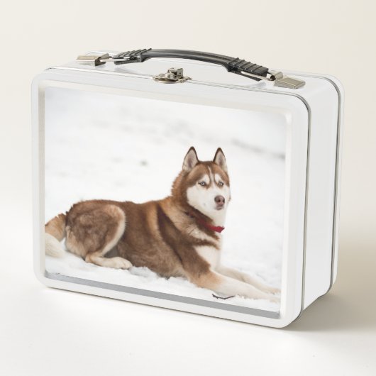 Cute Siberian Husky Portrait (Voorkant)