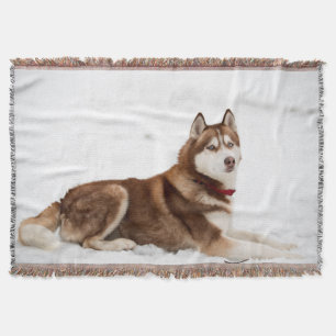 Cute Siberian Husky Portrait Deken