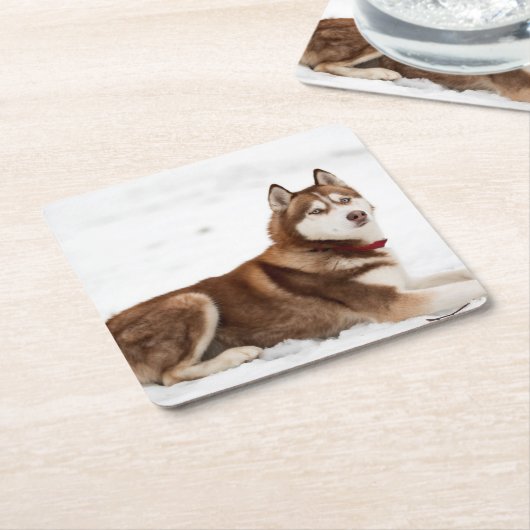Cute Siberian Husky Portrait Kartonnen Onderzetters (Schuin)