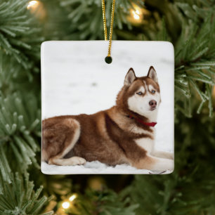 Cute Siberian Husky Portrait Keramisch Ornament