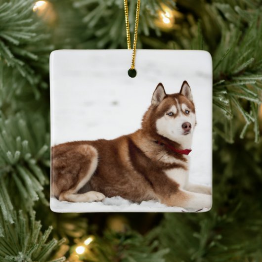 Cute Siberian Husky Portrait Keramisch Ornament (Boom)