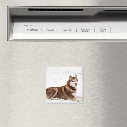 Cute Siberian Husky Portrait Magneet (Insitu (Vaatwasser))