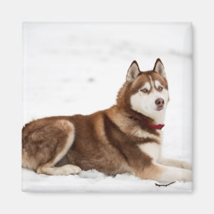 Cute Siberian Husky Portrait Magneet