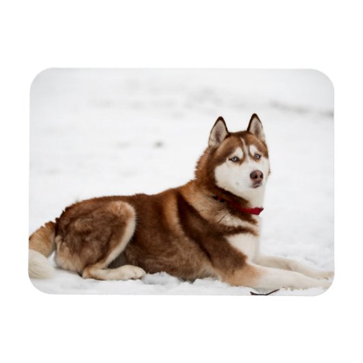 Cute Siberian Husky Portrait Magneet (Horizontaal)