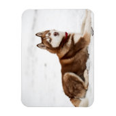 Cute Siberian Husky Portrait Magneet (Verticaal)