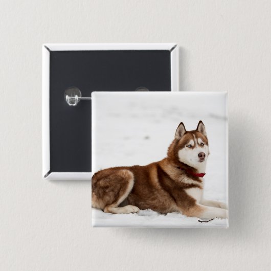 Cute Siberian Husky Portrait Vierkante Button 5,1 Cm (Voorkant /achterkant)