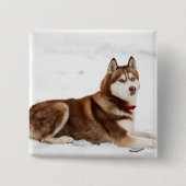 Cute Siberian Husky Portrait Vierkante Button 5,1 Cm (Voorkant)
