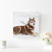 Cute Siberian Husky Portrait Vierkante Klok (Huis)
