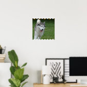 Cute Siberian Husky Poster (Thuiskantoor)
