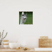 Cute Siberian Husky Poster (Keuken)