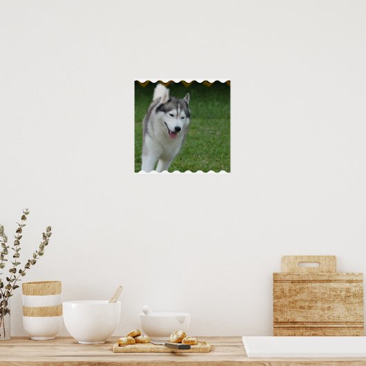 Cute Siberian Husky Poster (Keuken)