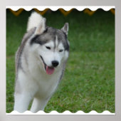 Cute Siberian Husky Poster (Voorkant)