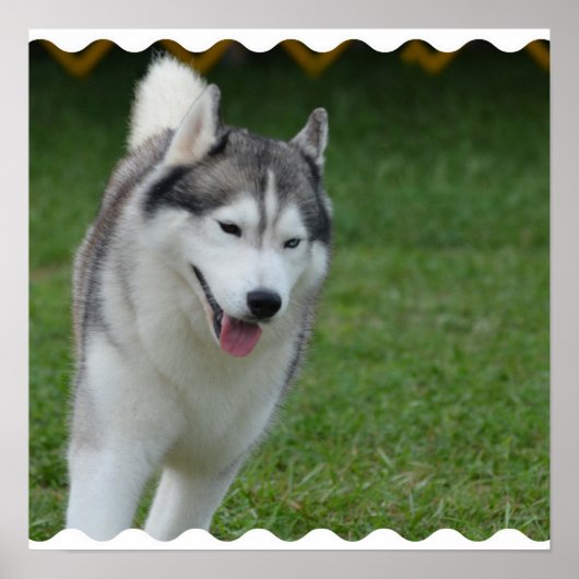 Cute Siberian Husky Poster (Voorkant)