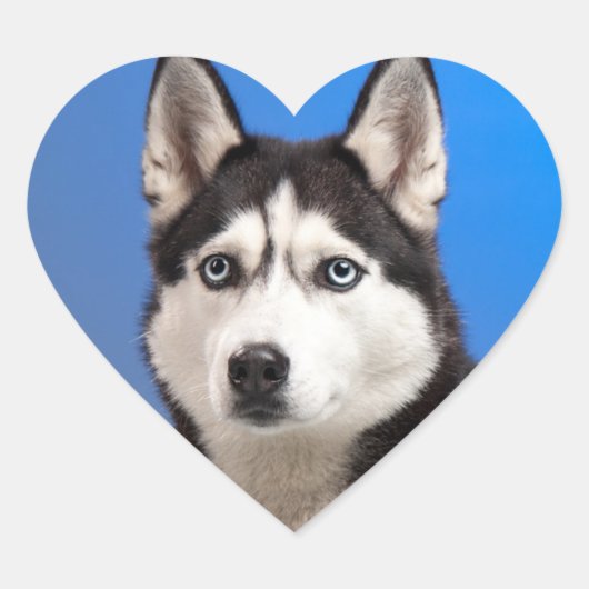 Cute Siberian Husky Puppy Dog Hart Sticker (Voorkant)