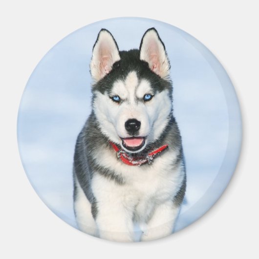 Cute Siberian Husky Puppy Dog in de sneeuw Magneet (Voorkant)