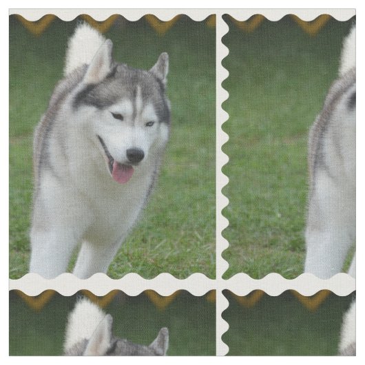 Cute Siberian Husky Stof (Close Up)