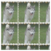 Cute Siberian Husky Stof (Swatch)
