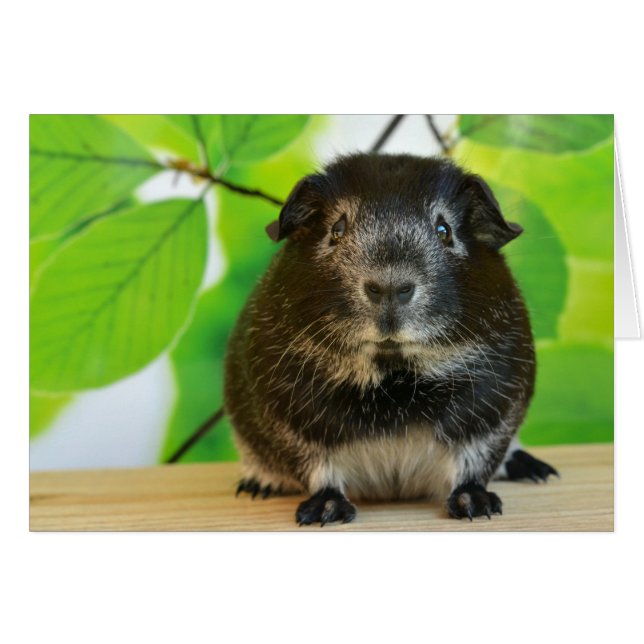 Cute Silver Fox Guinea Pig (Voorkant Horizontaal)