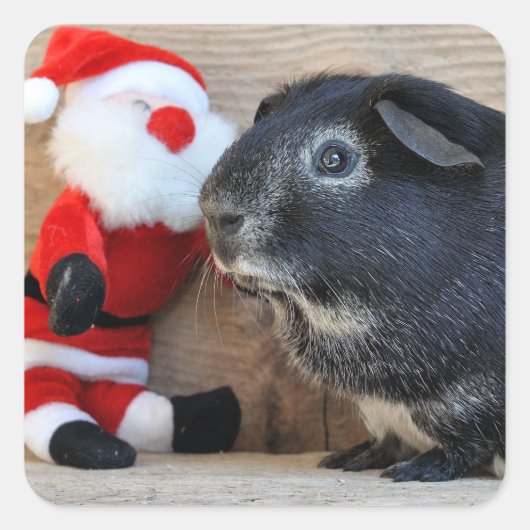 Cute Silver Fox Guinea Pig. en Santa Claus Vierkante Sticker (Voorkant)
