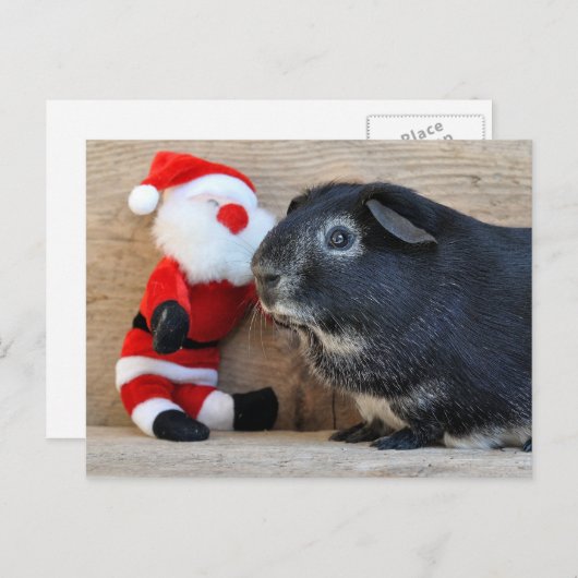 Cute Silver Fox Guinea Pig. en Santa Feestdagenkaart (Voorkant / Achterkant)