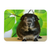 Cute Silver Fox Guinea Pig Magneet (Horizontaal)