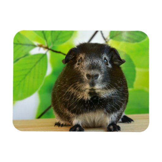 Cute Silver Fox Guinea Pig Magneet (Horizontaal)