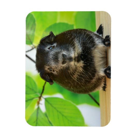 Cute Silver Fox Guinea Pig Magneet (Verticaal)