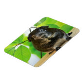 Cute Silver Fox Guinea Pig Magneet (Linkerzijde)