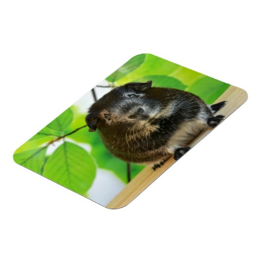 Cute Silver Fox Guinea Pig Magneet (Linkerzijde)