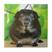 Cute Silver Fox Guinea Pig Tegeltje (Voorkant)
