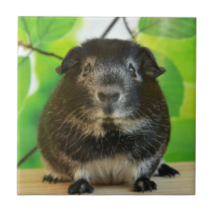 Cute Silver Fox Guinea Pig Tegeltje