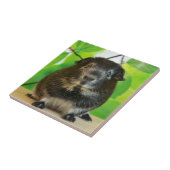 Cute Silver Fox Guinea Pig Tegeltje (Zijkant)