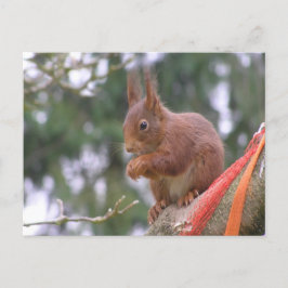 Cute Sitting Squirrel DIY Briefkaart